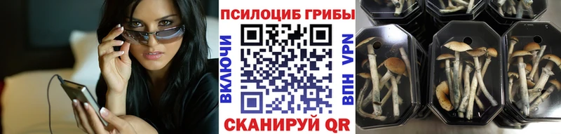 Купить закладки  Рассказово  Галлюциногенные грибы Psilocybe 